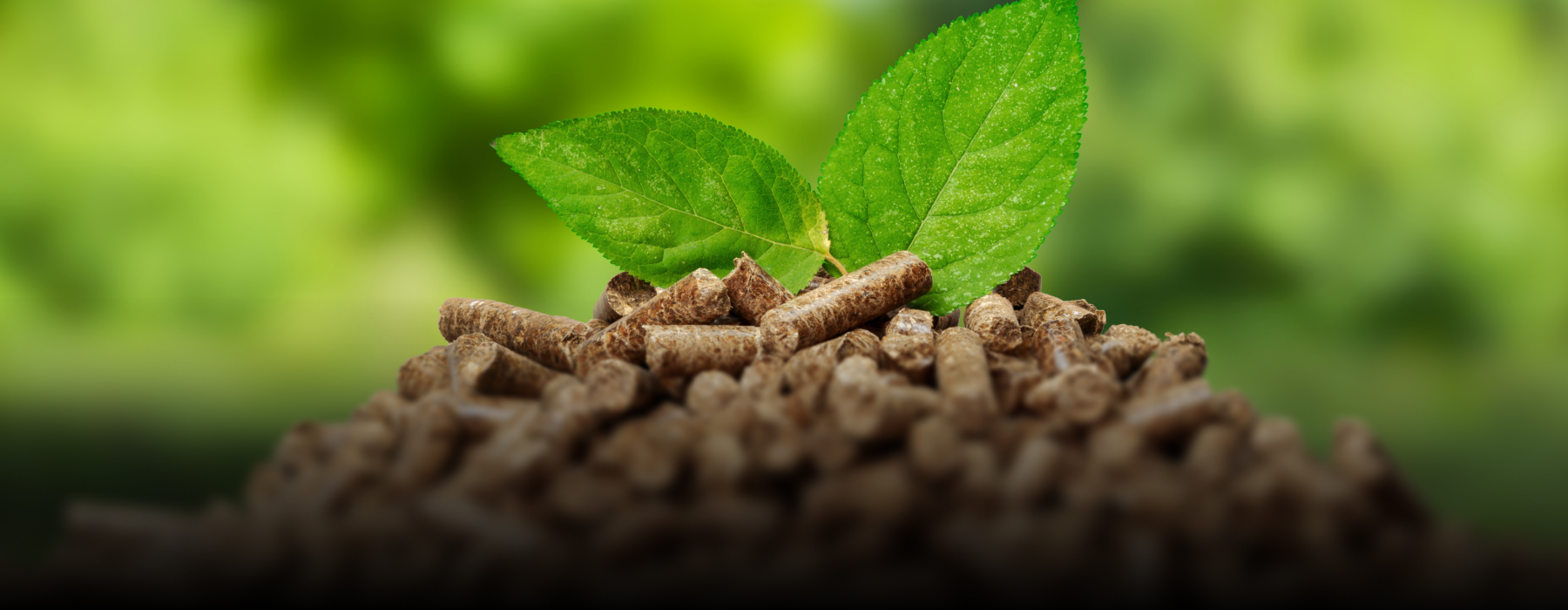 Thermax becomes the first Indian boiler supplier to biomass-based power project in Thailand