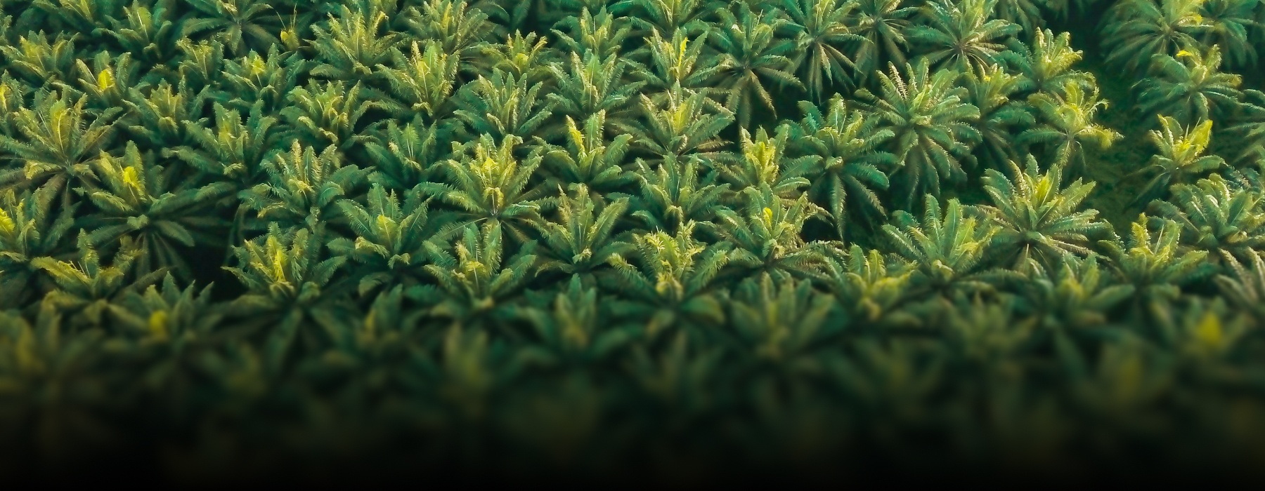 Thermax’s clean air solution powers sustainability for a palm oil manufacturer