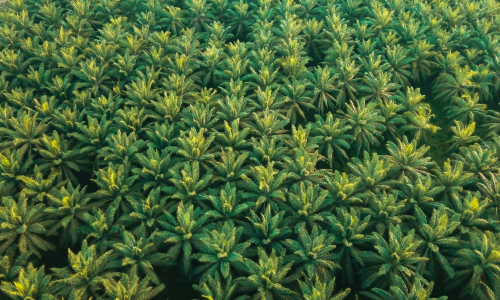 Thermax’s clean air solution powers sustainability for a palm oil manufacturer