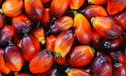 Thermax’s ETP solution enables sustainable effluent treatment for a palm oil refinery