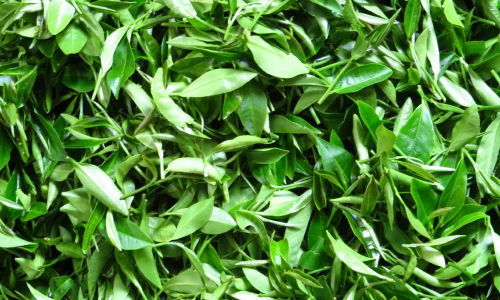 Thermax enables a herbal manufacturer to convert waste to low-cost energy